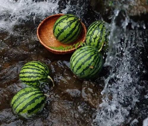 吃瓜科普西瓜,吃瓜群众的科普之旅