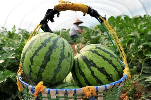 今天最大的吃瓜,揭秘娱乐圈最新热点事件