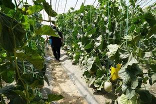 马边的吃瓜视频,揭秘娱乐圈幕后故事