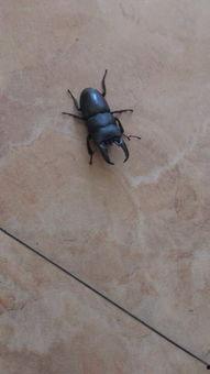 黄色甲虫吃瓜叶,揭秘昆虫生态链中的奇妙现象