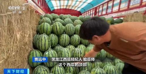 闽师吃瓜,揭秘“吃瓜”背后的故事