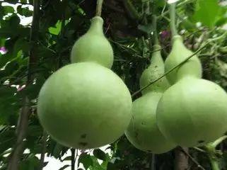 瓜没成熟怎么吃,探索未熟瓜果的独特食法