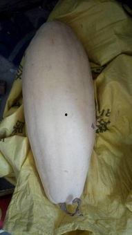 吃瓜大白01,网络红人的崛起之路