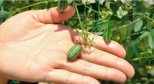 梦见给别人摘瓜吃,摘瓜共享的温馨瞬间