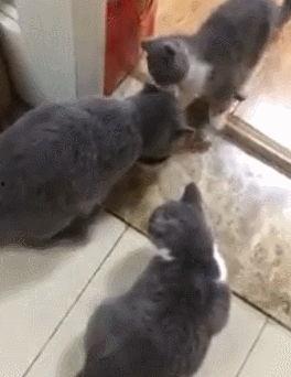 奶猫蓝猫吃瓜,奶猫与蓝猫的瓜界奇遇记