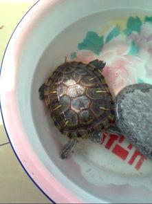 乌龟吃羊角蜜瓜,邂逅羊角蜜瓜的奇妙之旅