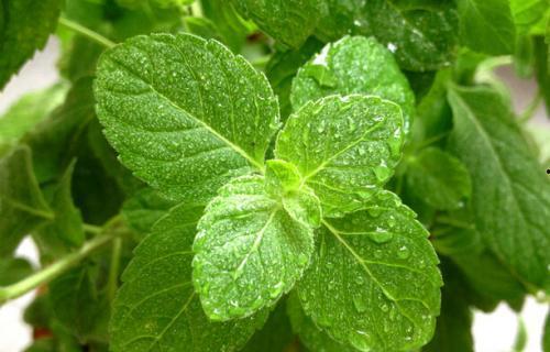 吃瓜叶寓意,探寻吃瓜叶的深层寓意