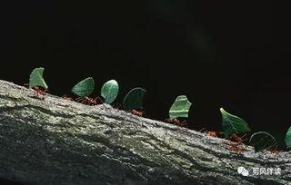 夏季吃瓜蚂蚁,瓜果飘香，蚂蚁成趣