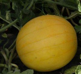 吃药可以吃咸瓜,健康饮食中的巧妙搭配