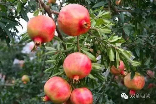 石榴熟了吃瓜完毕,瓜果飘香，共享丰收喜悦