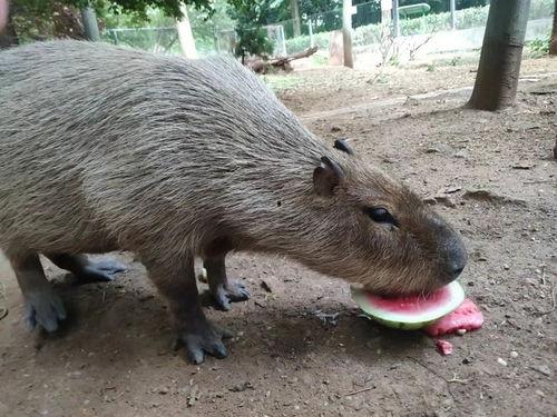 小动物吃瓜吃果