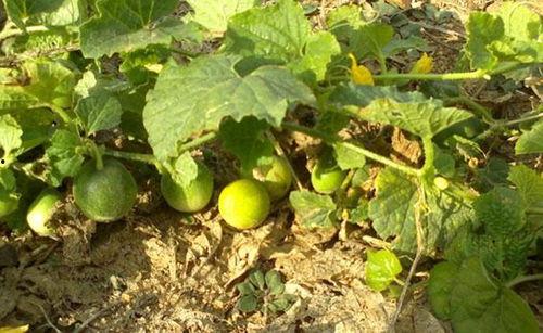 屎桶瓜怎么吃,探索美味食用的秘诀