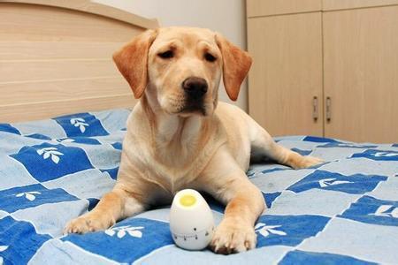 拉布拉多可以吃哈密瓜,哈密瓜的甜蜜诱惑