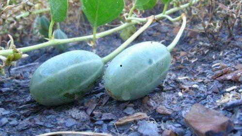 瓜柄发霉可以吃吗,还能安心食用吗？揭秘真相