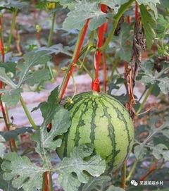 吃瓜摘瓜,吃瓜摘瓜的趣味体验