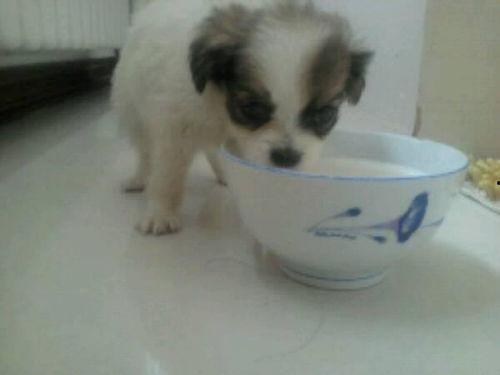 幼犬可以吃土瓜吗怎么吃