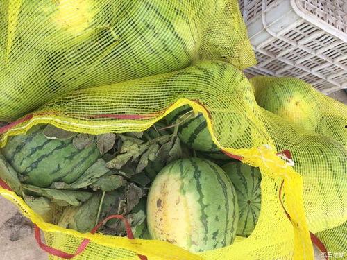 车吃瓜图片,揭秘汽车界的“美食”奇观