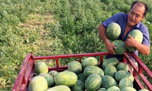 各个年代吃瓜,不同年代吃瓜文化概览