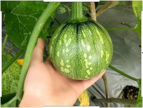 whc吃瓜版,WHC吃瓜版，带你领略明星幕后故事