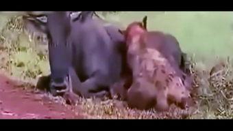 老汉瓜吃货视频,一场穿越时空的美食之旅