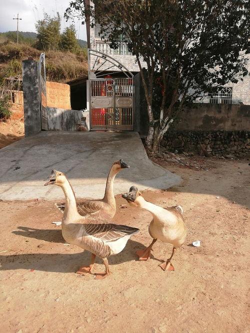 鹅吃宝瓜,田园风光中的和谐乐章