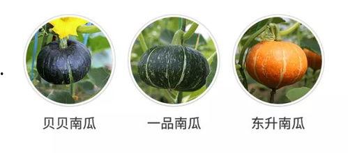 什么叫吃鸡吃瓜,网络热词背后的文化现象