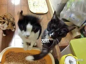 围观猫吃瓜,揭秘猫咪的“八卦”世界
