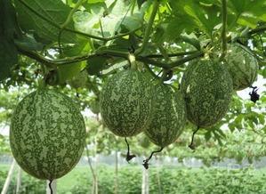 岑岑吃瓜照片,捕捉夏日悠闲时光